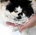 catint4.jpg