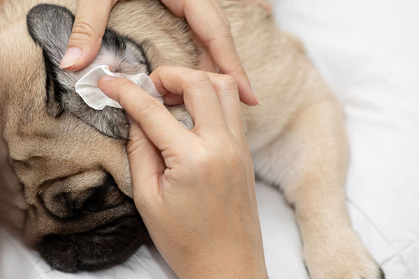 Eye Envy Fresh Ear Cleaning Wipes Pug having it's ears cleaned with Eye Envy Ear Wipes for Dogs